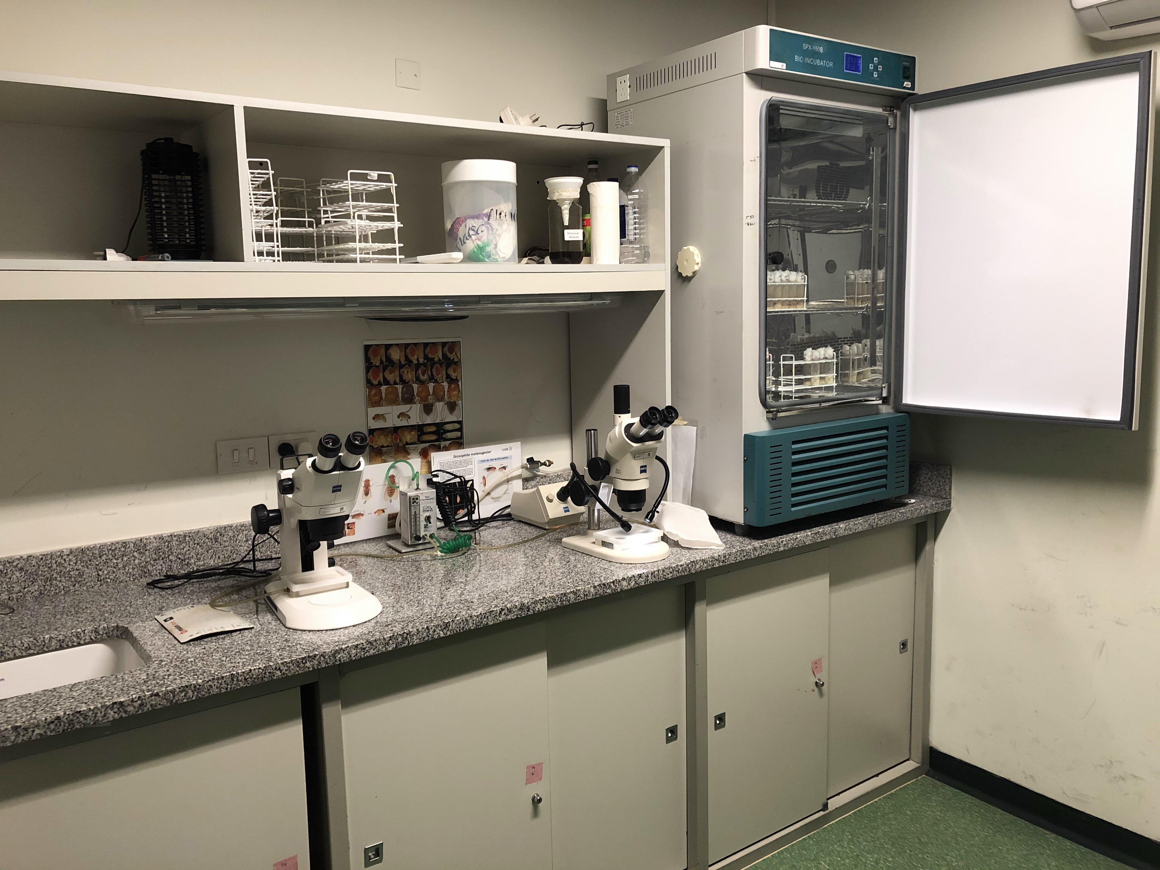 Laboratorio De Biología Del Desarrollo De Invertebrados (Drosophila Melanogaster)
