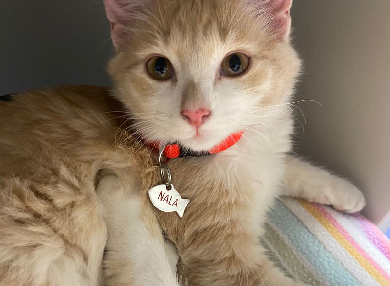 Nala