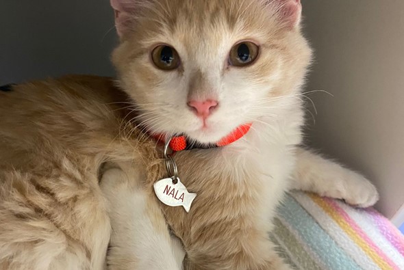 Nala